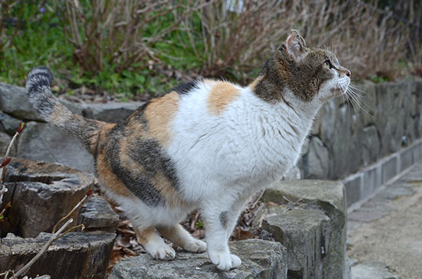 サイちゃん　縞三毛猫