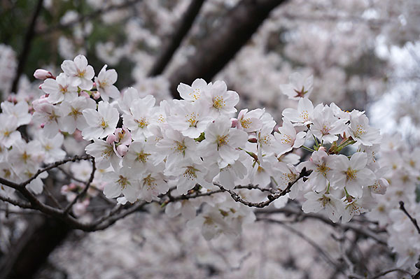 桜