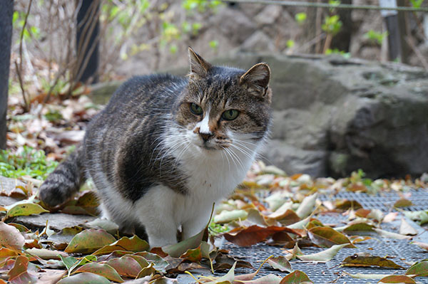 ミーちゃん　キジ白猫