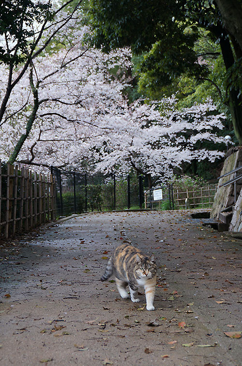 トモちゃん　縞三毛猫　桜