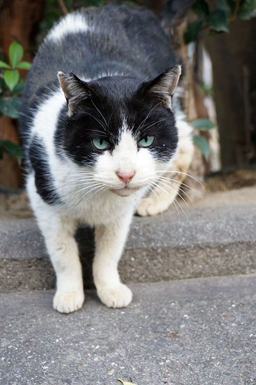 パンダ君　白黒猫　はちわれ猫