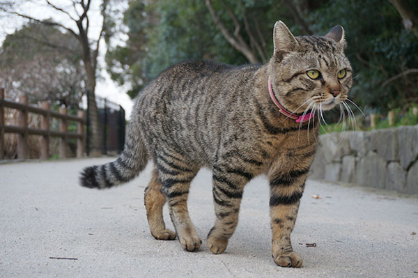 トラちゃん　キジトラ猫