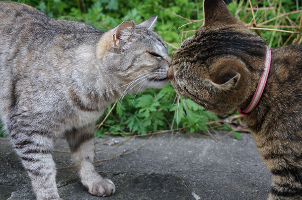 ミコちゃん　トラちゃん　キジトラ猫