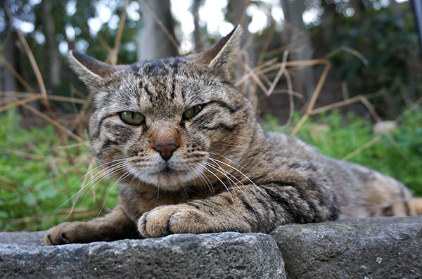 トラちゃん　キジトラ猫