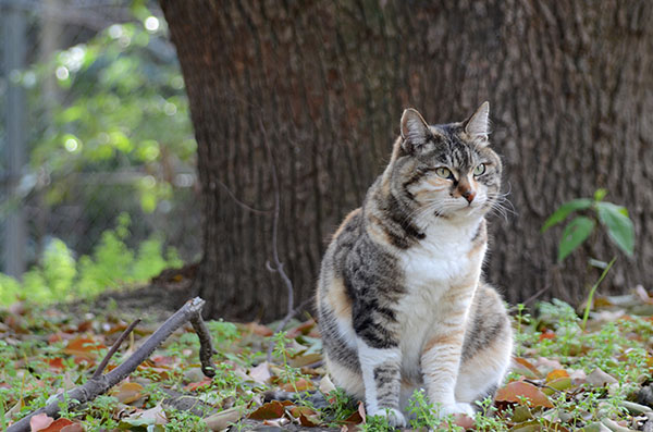 トモちゃん　縞三毛猫