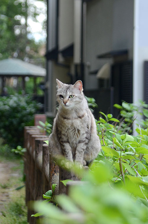 ミコちゃん　キジトラ猫　パステル