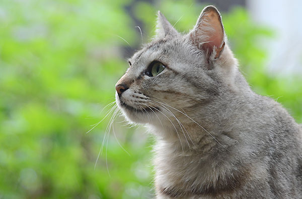 ミコちゃん　キジトラ猫　パステル