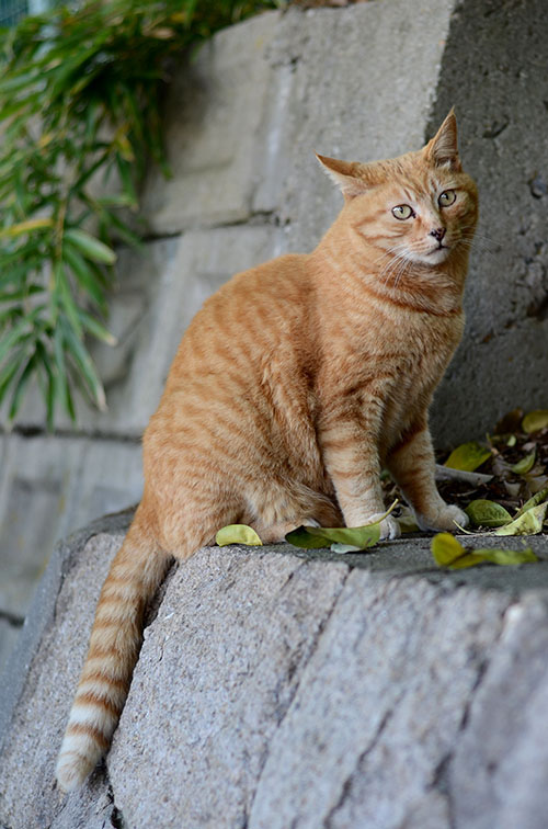 チビちゃん　茶トラ猫