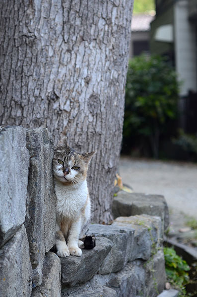 サイちゃん　縞三毛猫