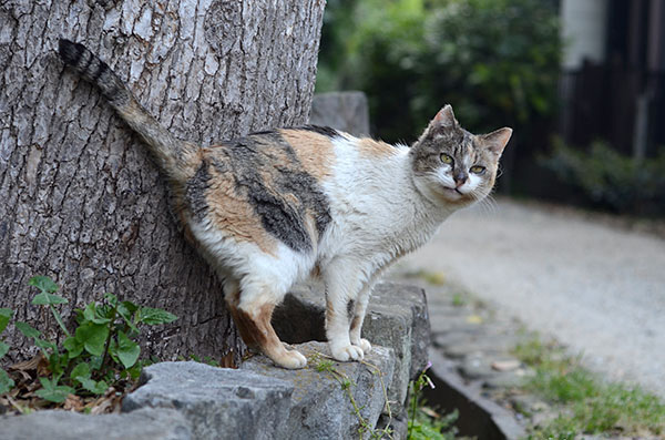 サイちゃん　縞三毛猫