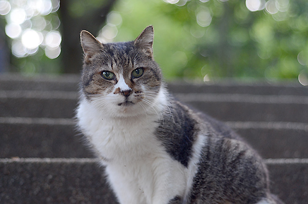 ミーちゃん　キジ白猫