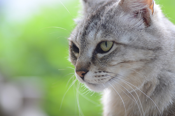 ミコちゃん　パステルキジトラ猫　紫陽花