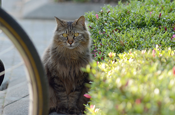 キジトラ猫　長毛