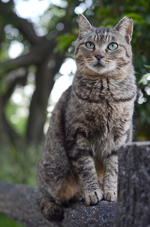 モモちゃん　キジトラ猫