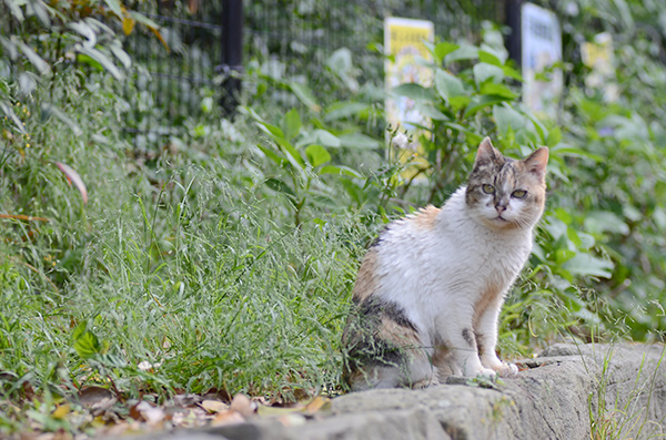 サイちゃん　縞三毛猫