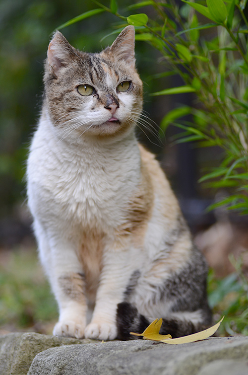 サイちゃん　縞三毛猫