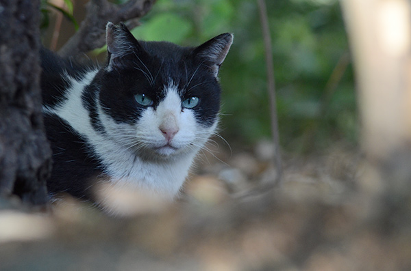 パンダ君　白黒猫　はちわれ猫