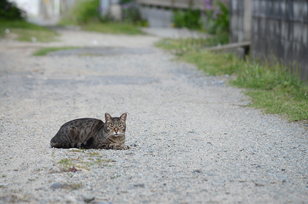 キジトラ猫