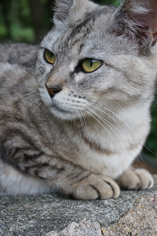 マコちゃん　サバトラ猫　キジトラ猫