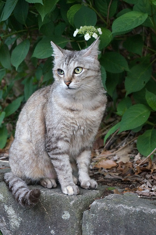 ミコちゃん　サバトラ猫　キジトラ猫