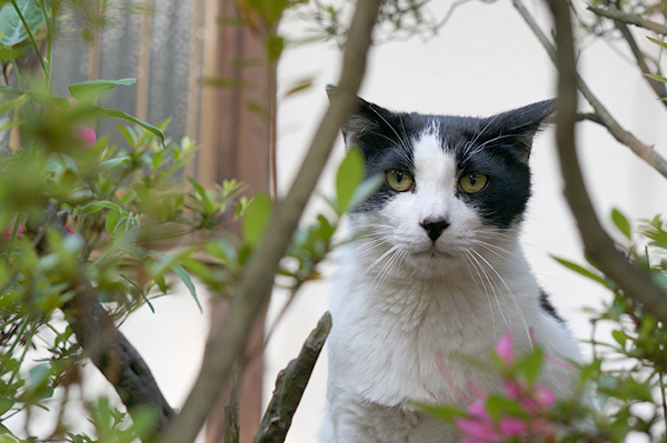 白黒猫　はちわれ猫