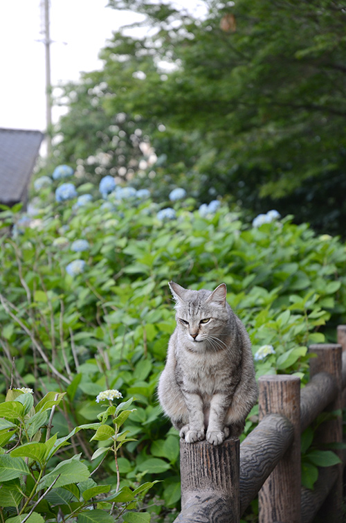 ミコちゃん　キジトラ猫　サバトラ猫　紫陽花