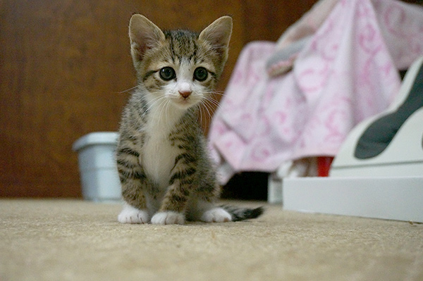 キジ白猫　子猫　里親募集