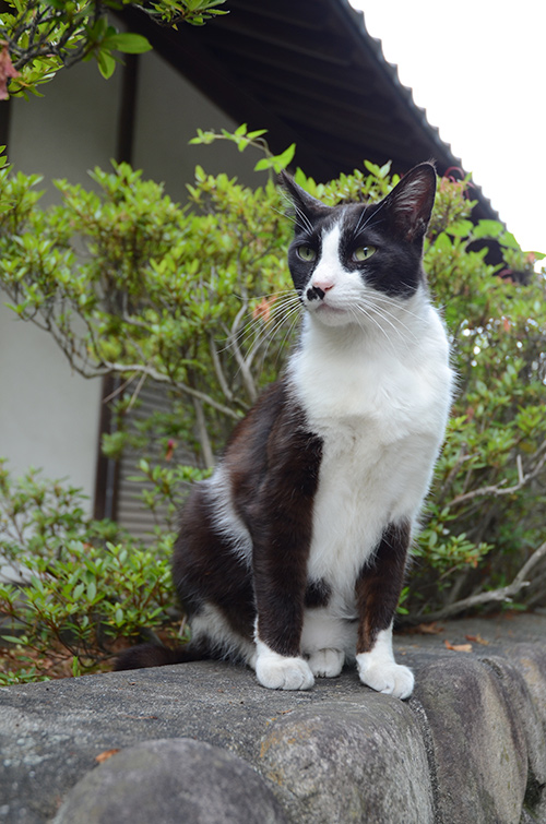 白黒猫　はちわれ猫