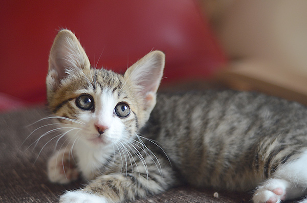 リュウ君　キジ白猫　子猫