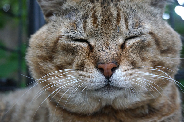 キジトラ猫　ボス猫