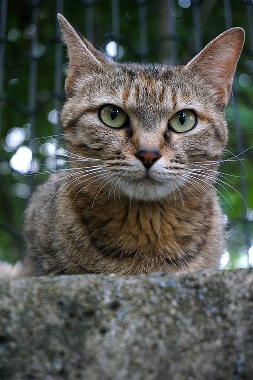 キジトラ猫　麦わら猫