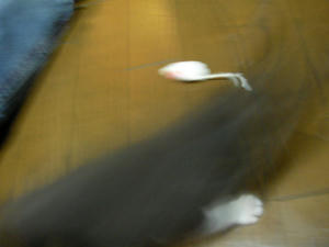 rat.jpg