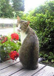 Image054.jpg