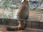 2008_1226ikkaime0021.JPG