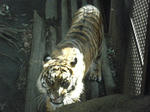 2008_1226ikkaime0027.JPG