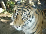 2008_1226ikkaime0031.JPG