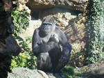 2008_1226ikkaime0032.JPG