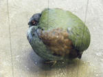 2008_1226ikkaime0036.JPG