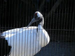 2008_1226ikkaime0038.JPG