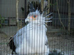 2008_1226ikkaime0039.JPG