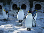 2008_1226ikkaime0040.JPG