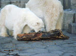 2008_1226ikkaime0042.JPG