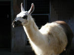 2008_1226ikkaime0048.JPG