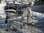 2008_1226ikkaime0052.JPG