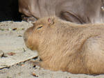 BLOG2008_1226ikkaime0057.JPG