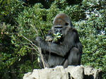 BLOG2008_1226ikkaime0058.JPG