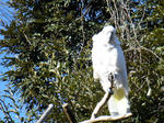 BLOG2008_1226ikkaime0060.JPG