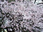 2009_03252kaime0015.JPG
