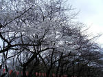 2009_03252kaime0017.JPG