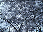 2009_03252kaime0018.JPG